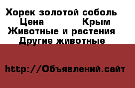 Хорек золотой соболь › Цена ­ 2 000 - Крым Животные и растения » Другие животные   